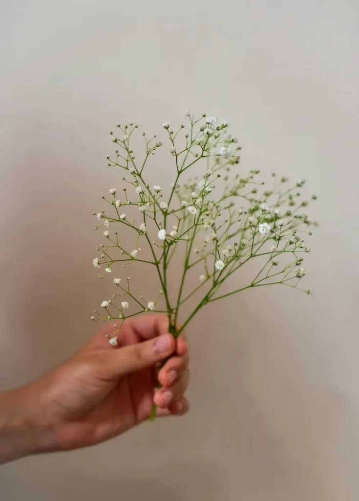 Fleurs illustrant des ateliers et conférences autour de la sexothérapie