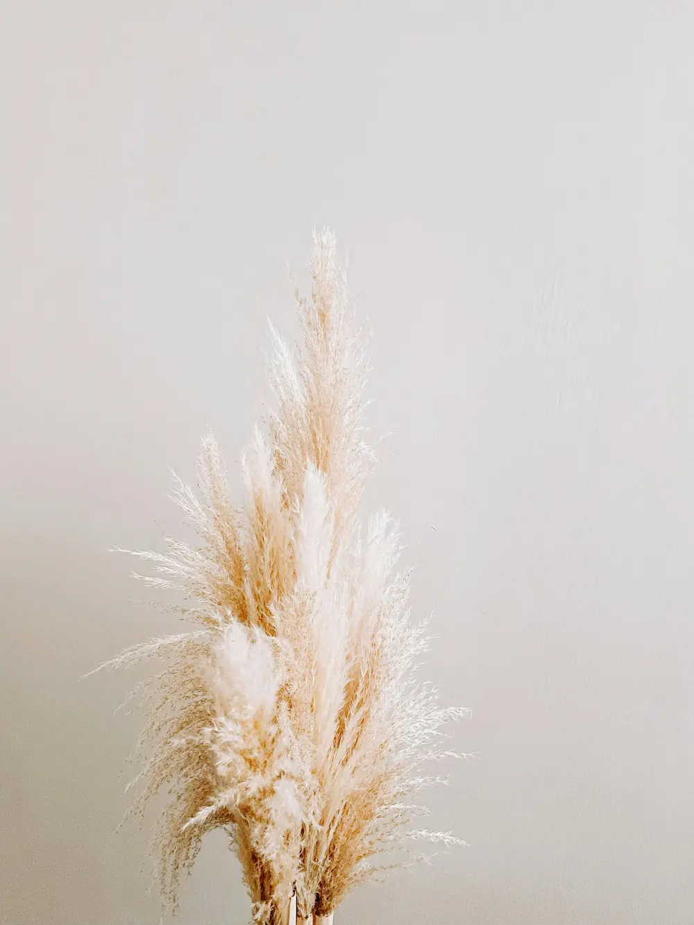 Plante illustrant les formations en sexothérapie, thérapie de couple et coaching