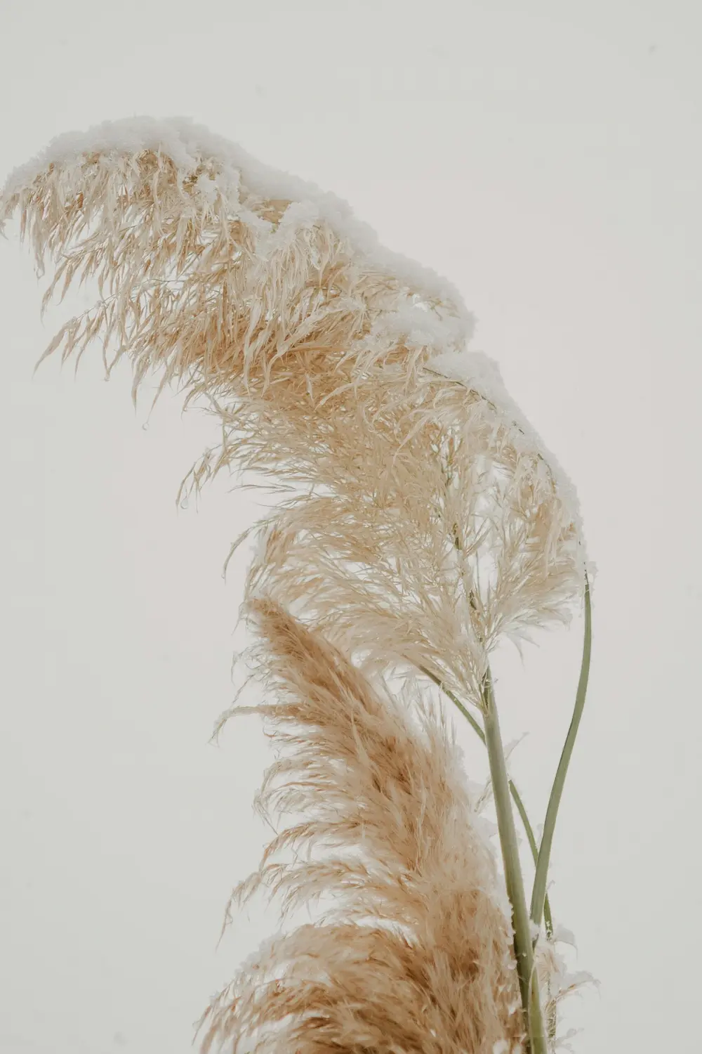 Plante symbolisant une approche douce, bienveillante, positive et inclusive de la sexothérapie